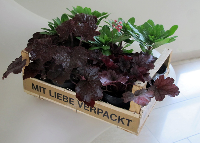 Blumen mit Liebe verpackt